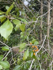 Auranticarpa rhombifolia