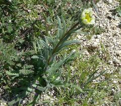 Layia glandulosa