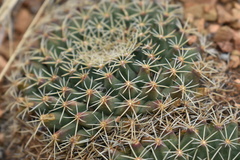 Mammillaria meiacantha