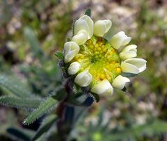 Layia glandulosa