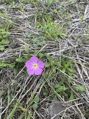 Phlox roemeriana