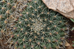 Mammillaria meiacantha