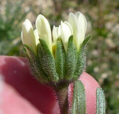 Layia glandulosa