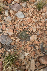 Mammillaria meiacantha