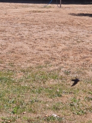Hirundo neoxena