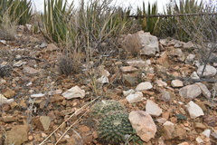Mammillaria meiacantha