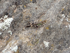 Rhammatocerus pictus