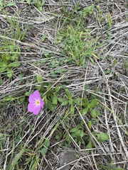 Phlox roemeriana