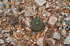 Mammillaria meiacantha