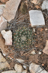 Mammillaria meiacantha