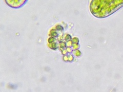 Chlorogloea