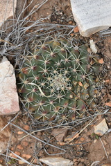 Mammillaria meiacantha