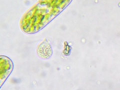 Urceolus cyclostomus