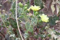 Opuntia caracassana