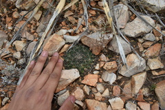 Mammillaria meiacantha