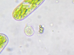 Urceolus cyclostomus