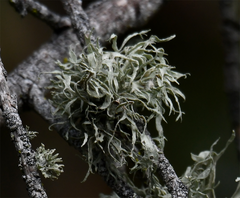 Ramalina subleptocarpha