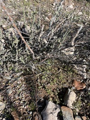 Cylindropuntia leptocaulis