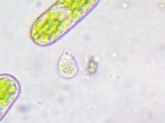 Urceolus cyclostomus