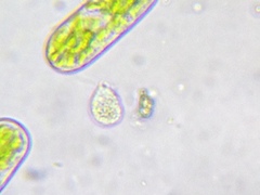 Urceolus cyclostomus