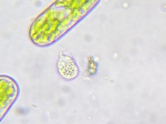 Urceolus cyclostomus