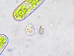 Urceolus cyclostomus