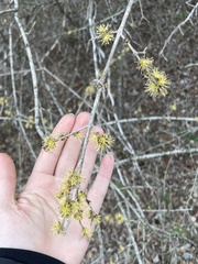 Forestiera