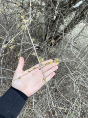 Forestiera