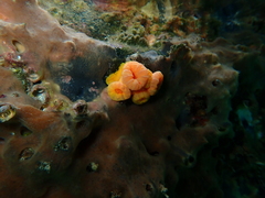 Tubastraea coccinea