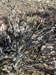 Cylindropuntia leptocaulis