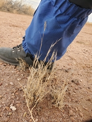 Scleropogon brevifolius