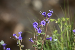 Phacelia minor