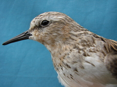 Calidris ruficollis