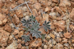 Lupinus concinnus