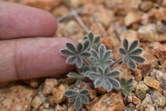 Lupinus concinnus
