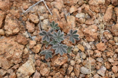Lupinus concinnus