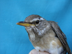 Turdus obscurus