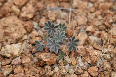 Lupinus concinnus