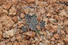 Lupinus concinnus