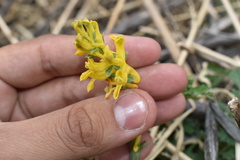 Corydalis aurea