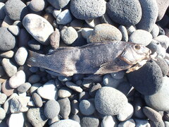 Aplodactylus arctidens
