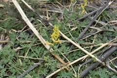 Corydalis aurea