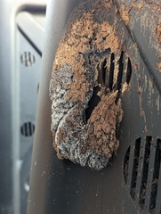 Coptotermes formosanus