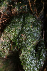 Erythraeidae