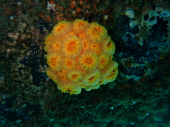 Tubastraea coccinea