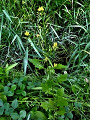 Rorippa palustris palustris