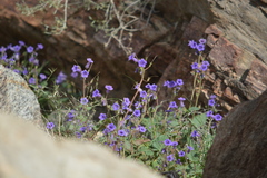 Phacelia minor