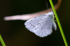 Celastrina echo