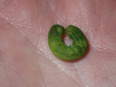 Neumichtis spumigera