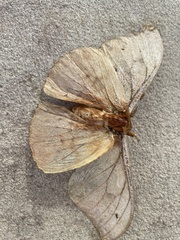 Saturniidae